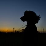 foto van de maand januari